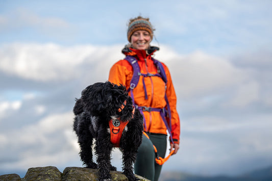 Shared Adventures With My Dog