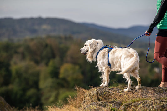 Top 5 Dog Destinations in the Lake District