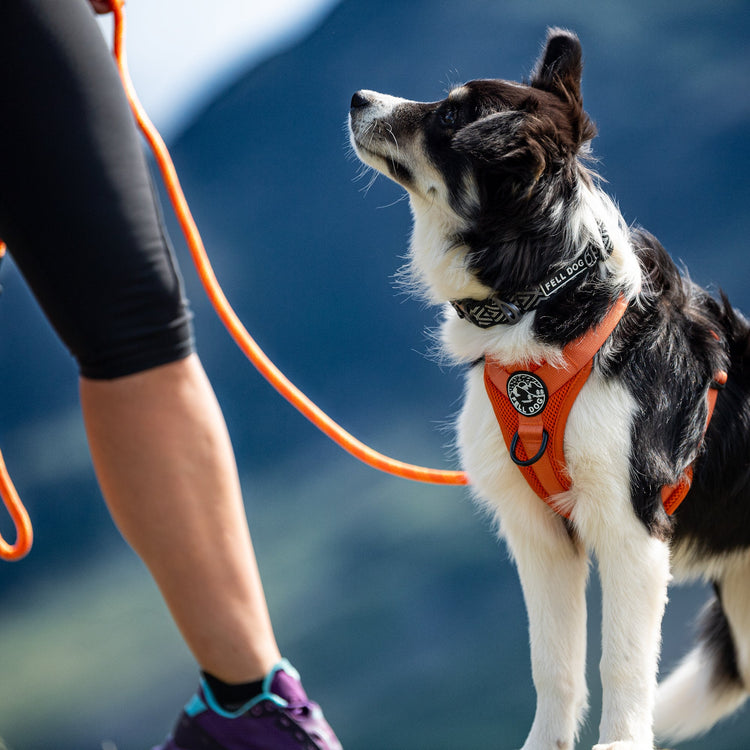 Harnesses