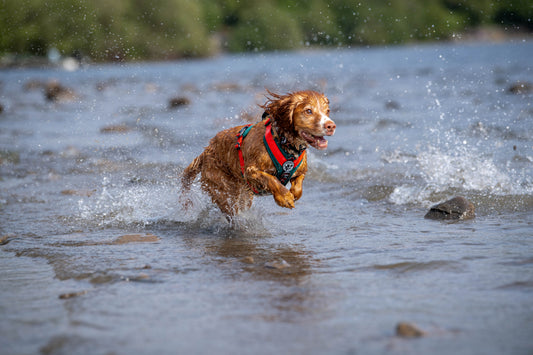 Dog wearing fell dog harness playing in the water in the Lake District