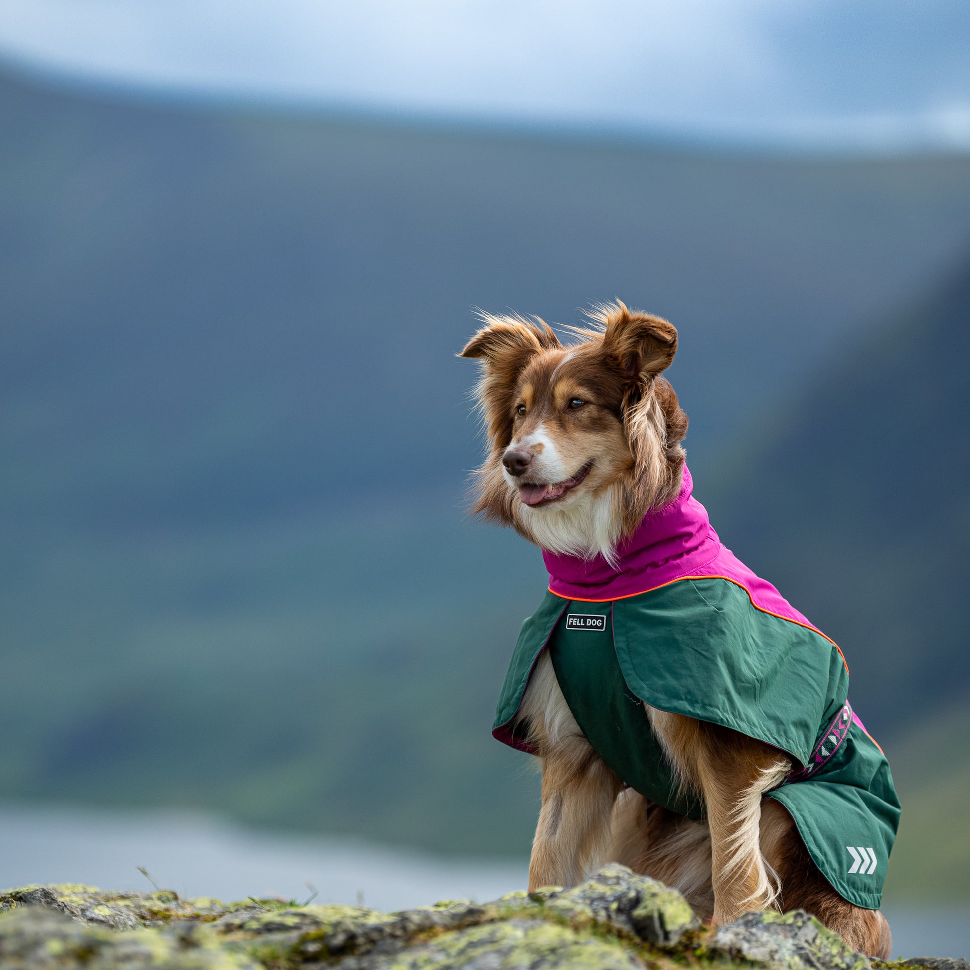 Dog wearing Fell Dog Drench Jacket in Lake District