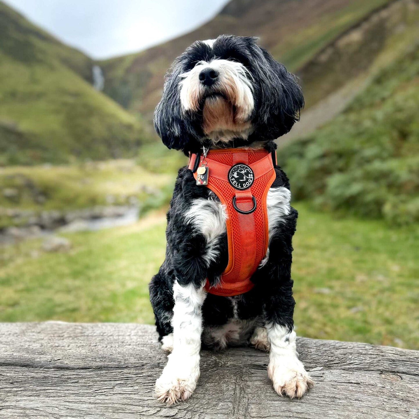 Helvellyn Harness