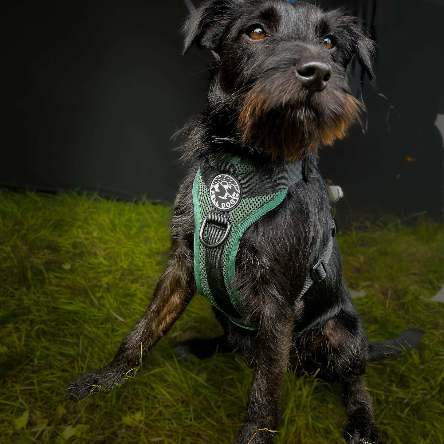 Helvellyn Harness