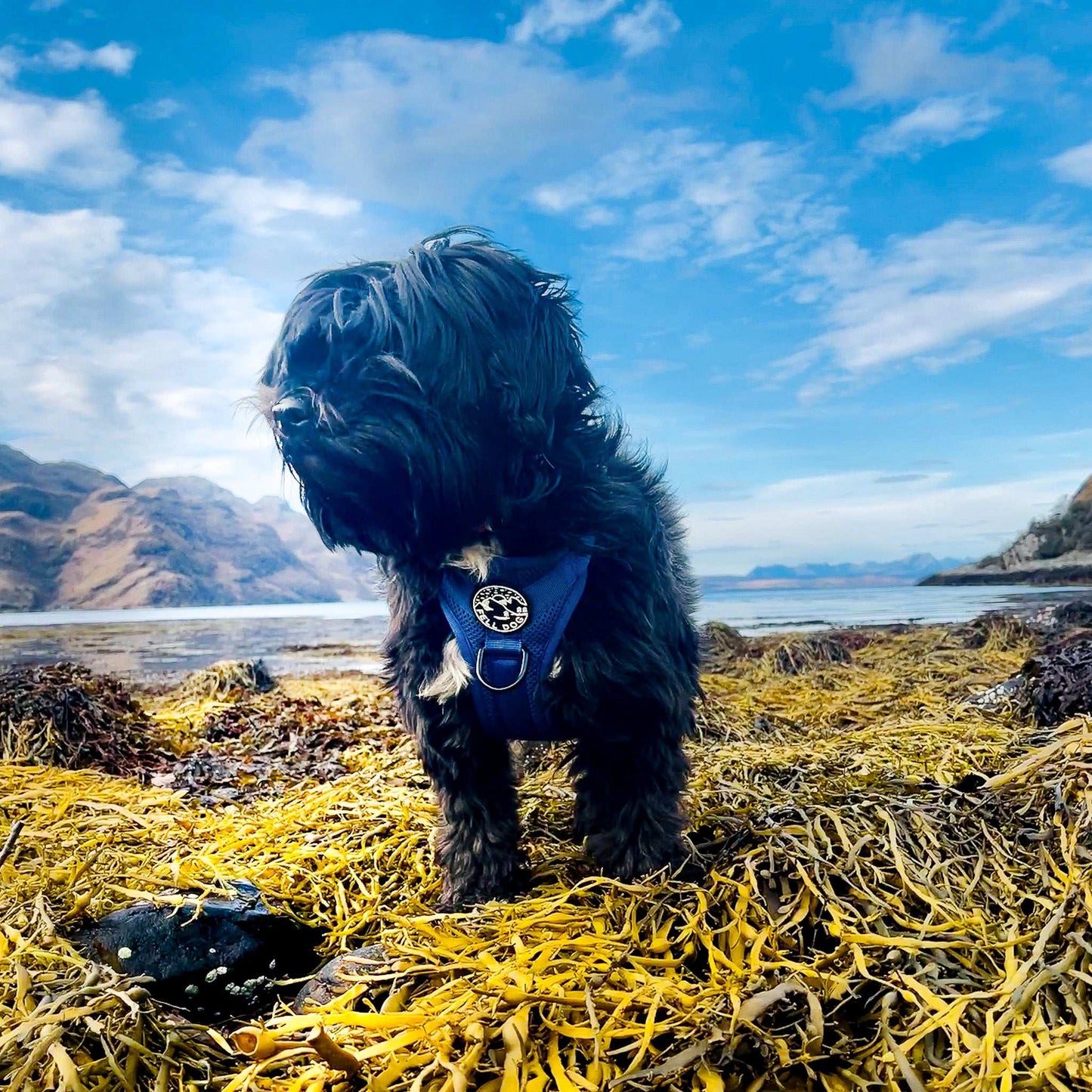 Helvellyn Harness