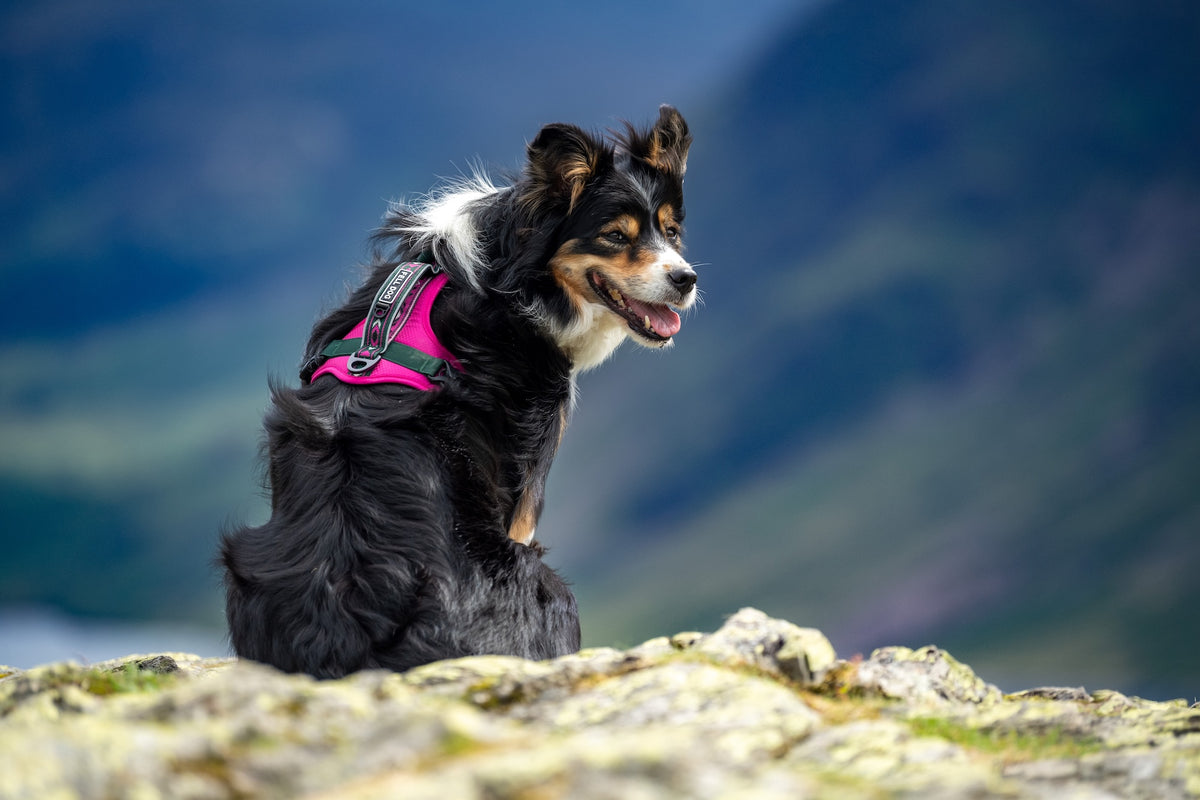 Border collie wearing a fell dog harness in the Lake District