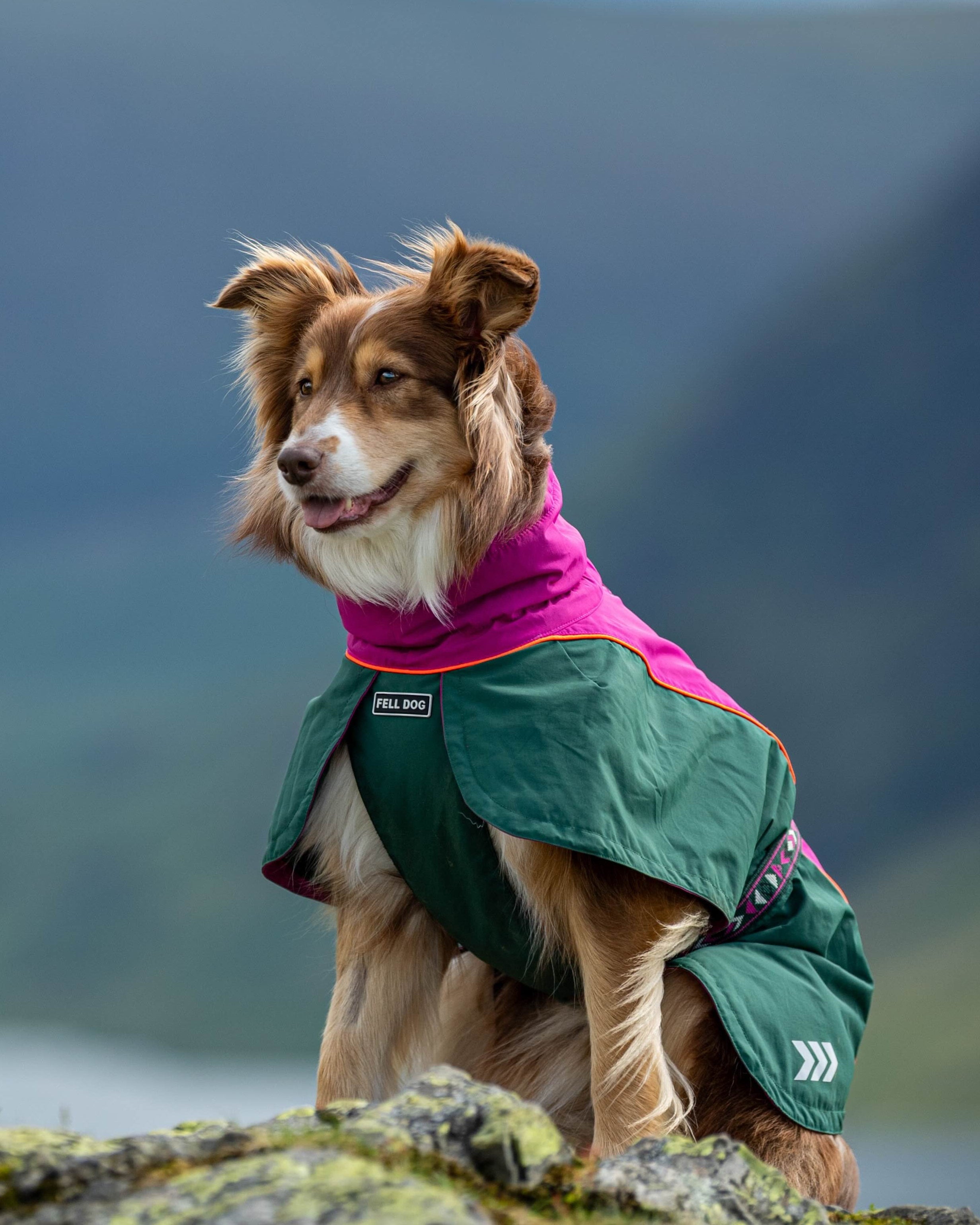 Dog wearing Fell dog waterproof jacket in Lake District Mountains UK