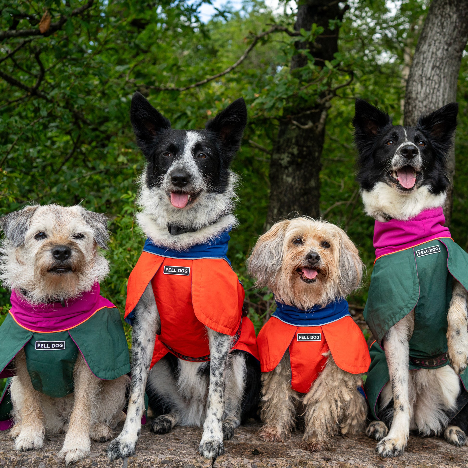 Dogs wearing Fell Dog Drench Waterproof jacket border terrier border collie