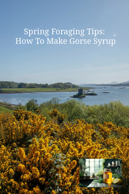 Spring Foraging: How To Make Gorse Syrup