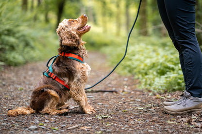 Dog wearing Fell Dog harness and looking at owner
