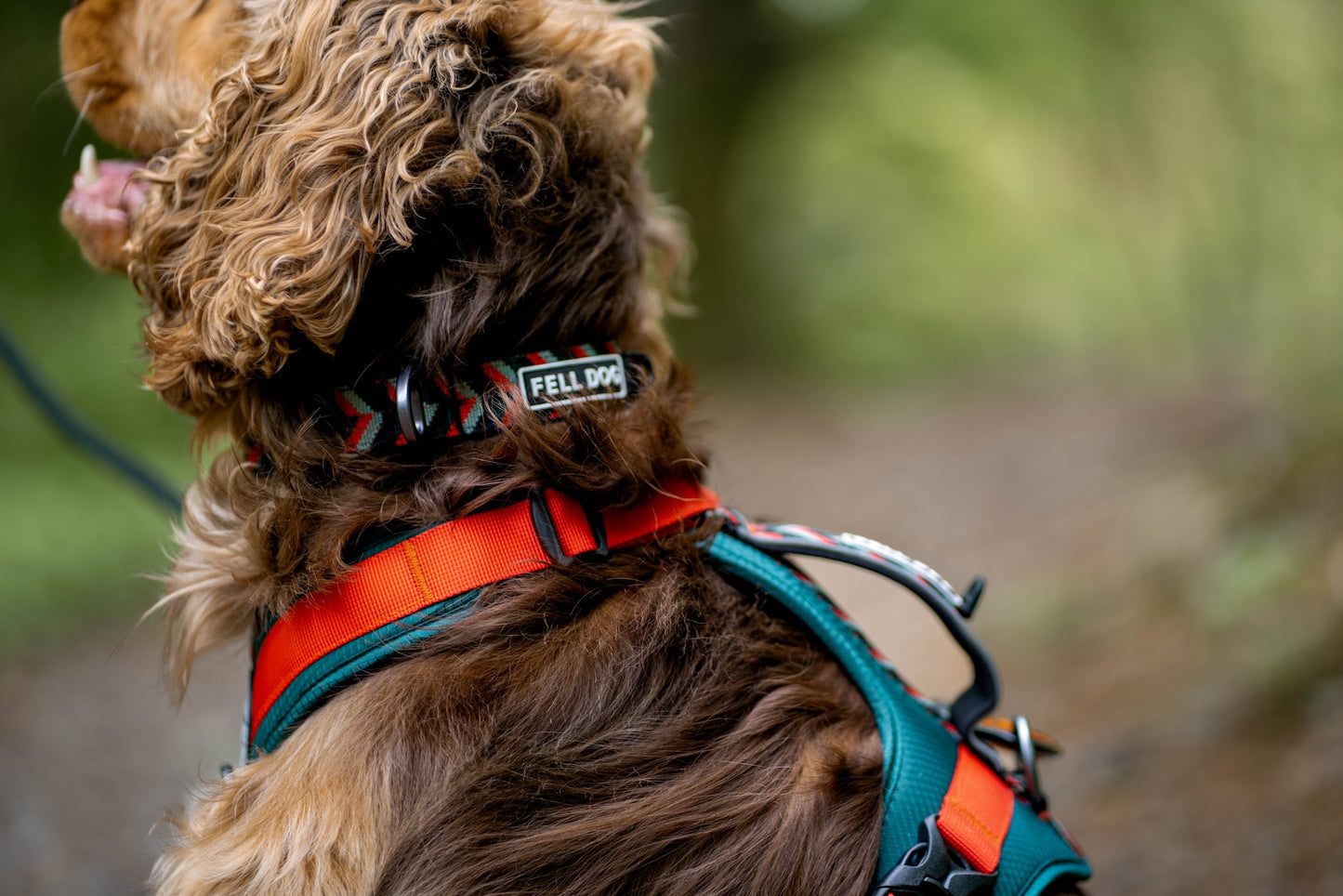Jura Dog Collar