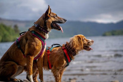 Nevis Dog Harness