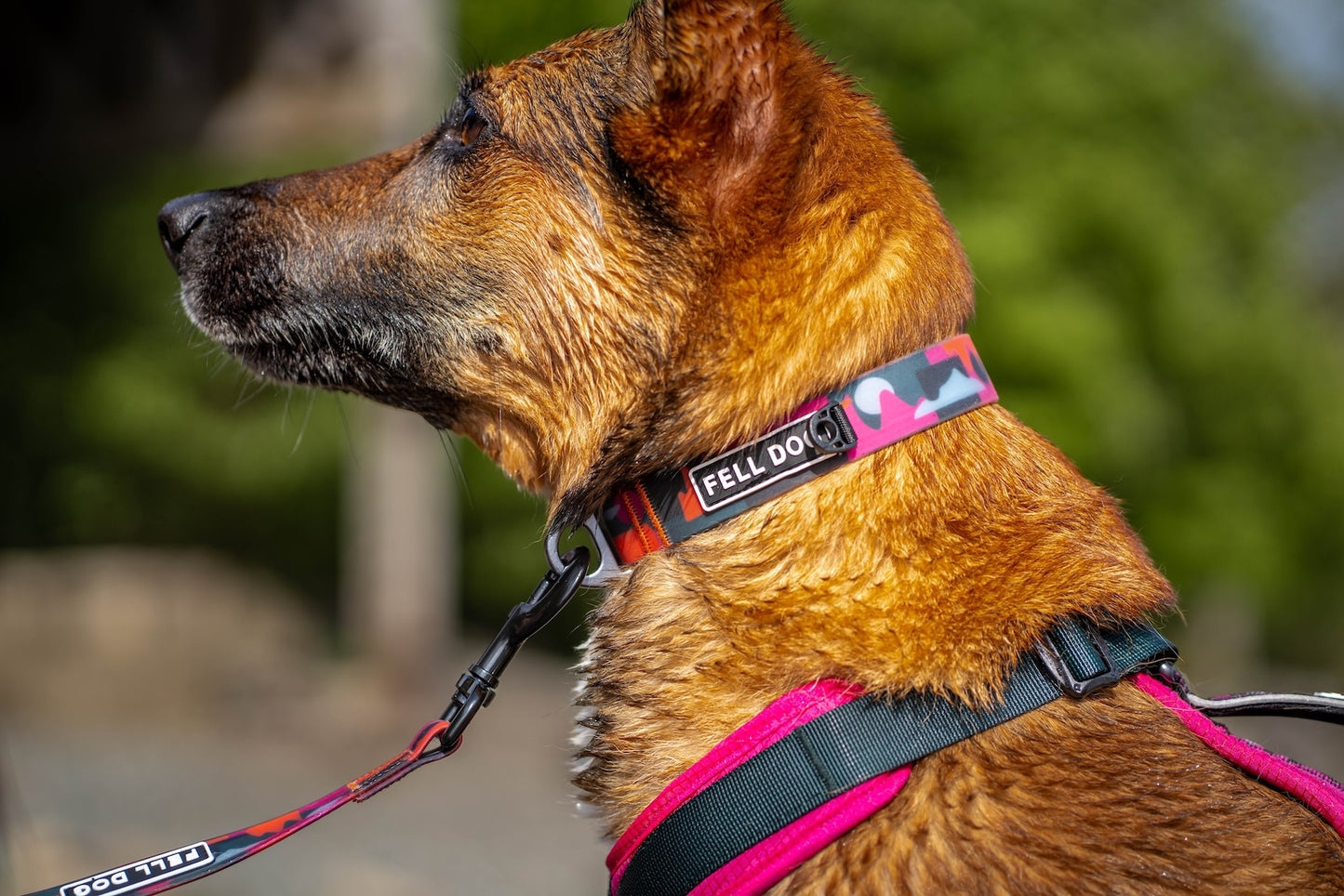 Drench Waterproof Dog Collar