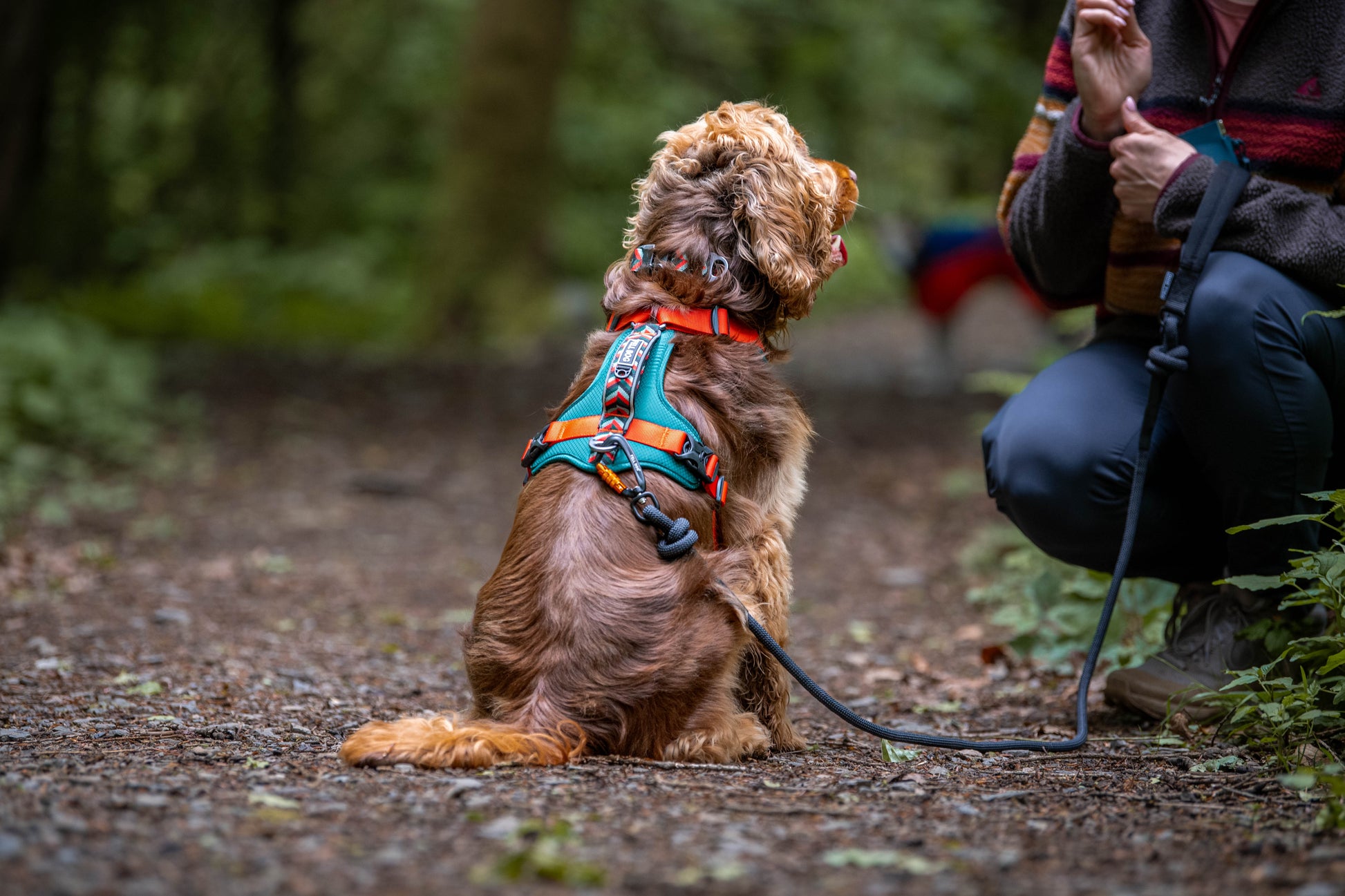 Dog wearing Fell Dog Harness in Forest 