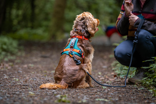 Dog wearing Fell Dog Harness in Forest 