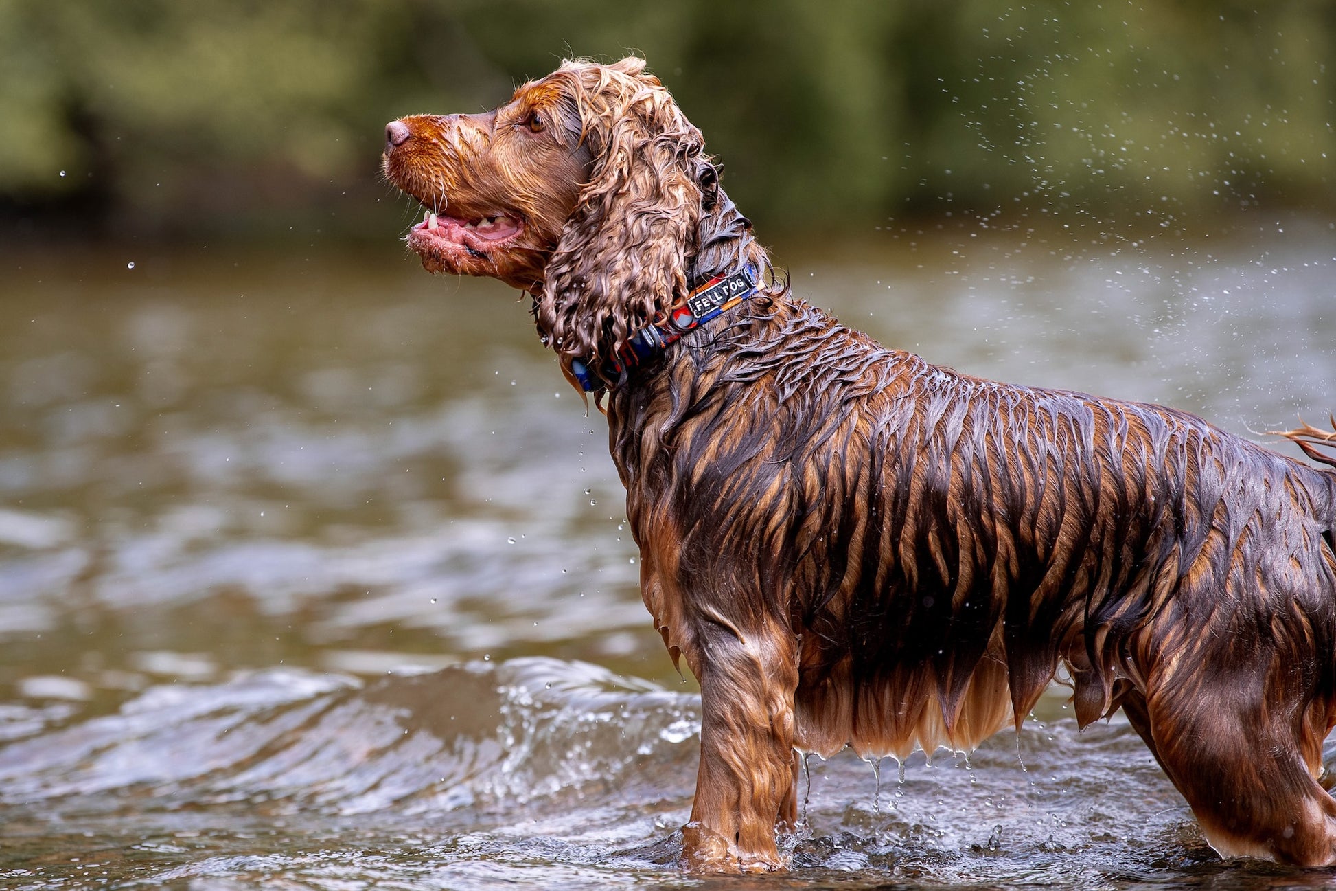 Wet dog standing in water wearing fell dog waterproof collar