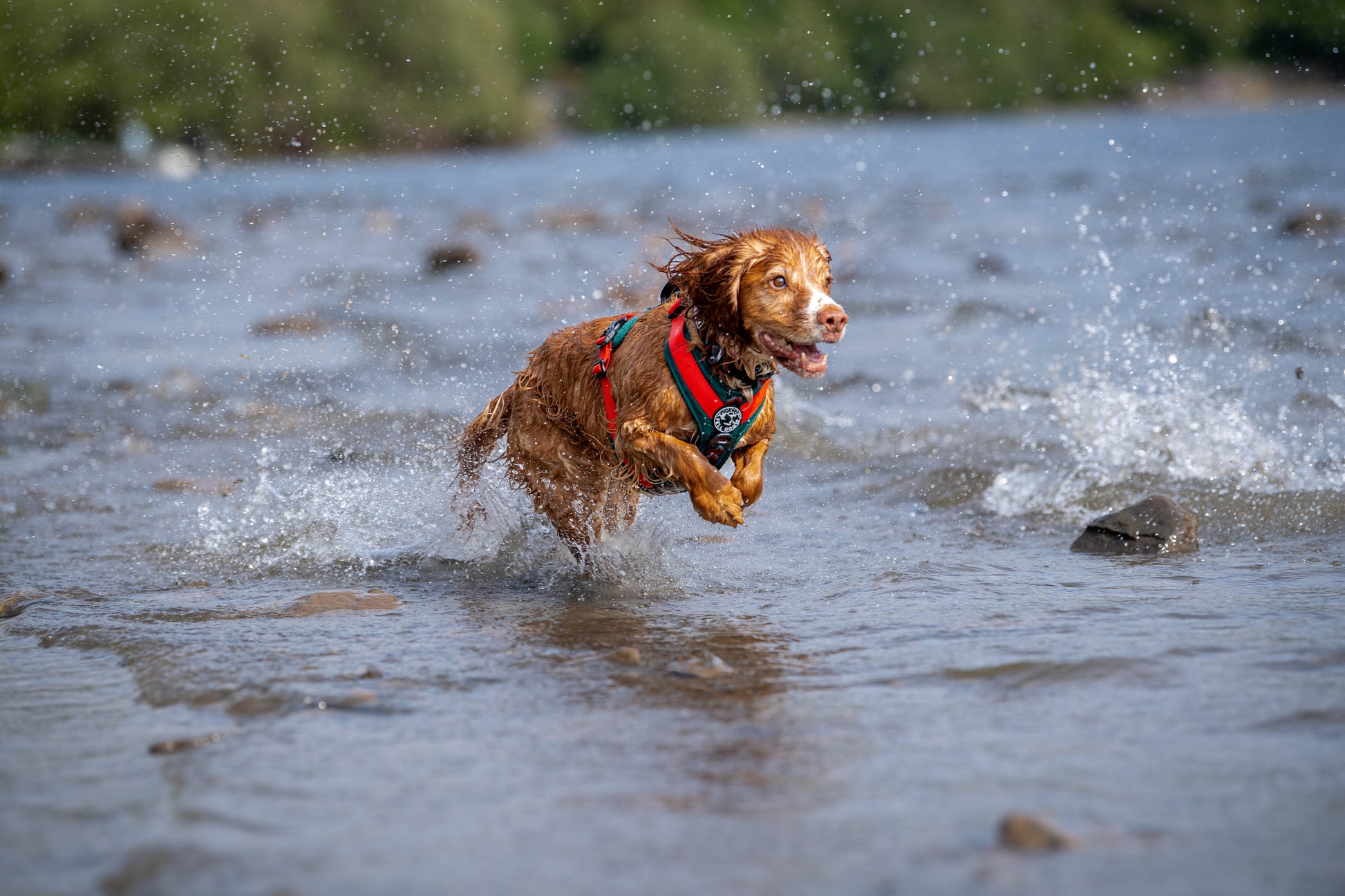 Dog wearing fell dog harness playing in the water in the Lake District 