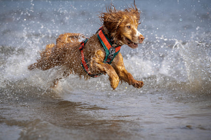 Nevis Dog Harness