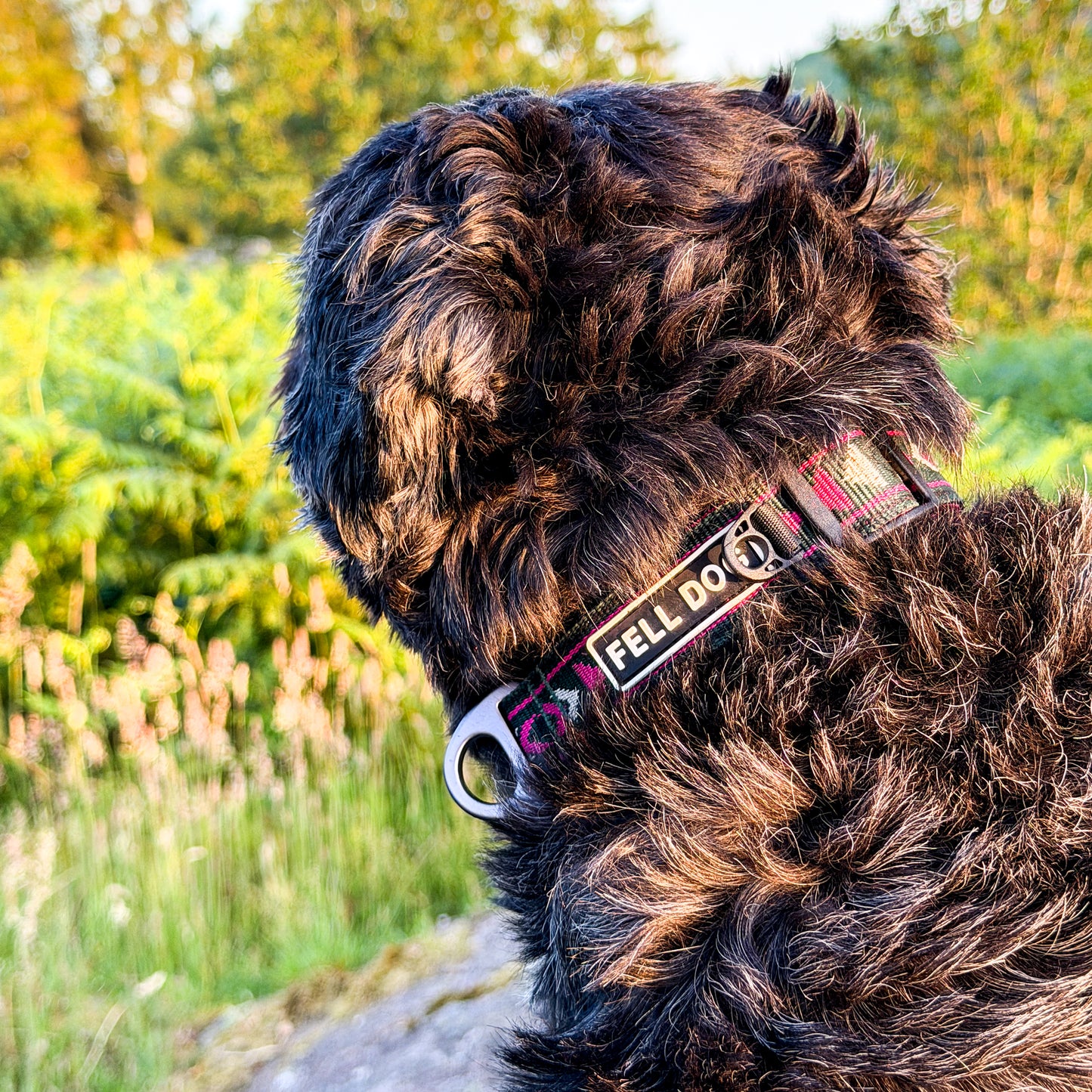 Jura Dog Collar