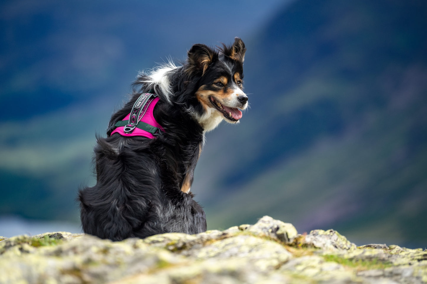 Border collie wearing a fell dog harness in the Lake District 