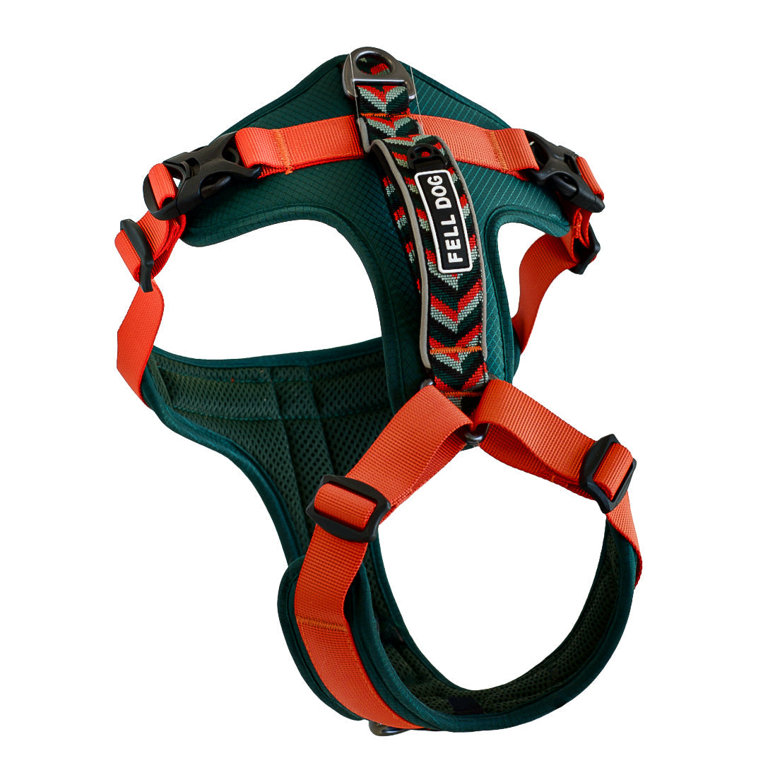 Fell Dog harness with orange straps