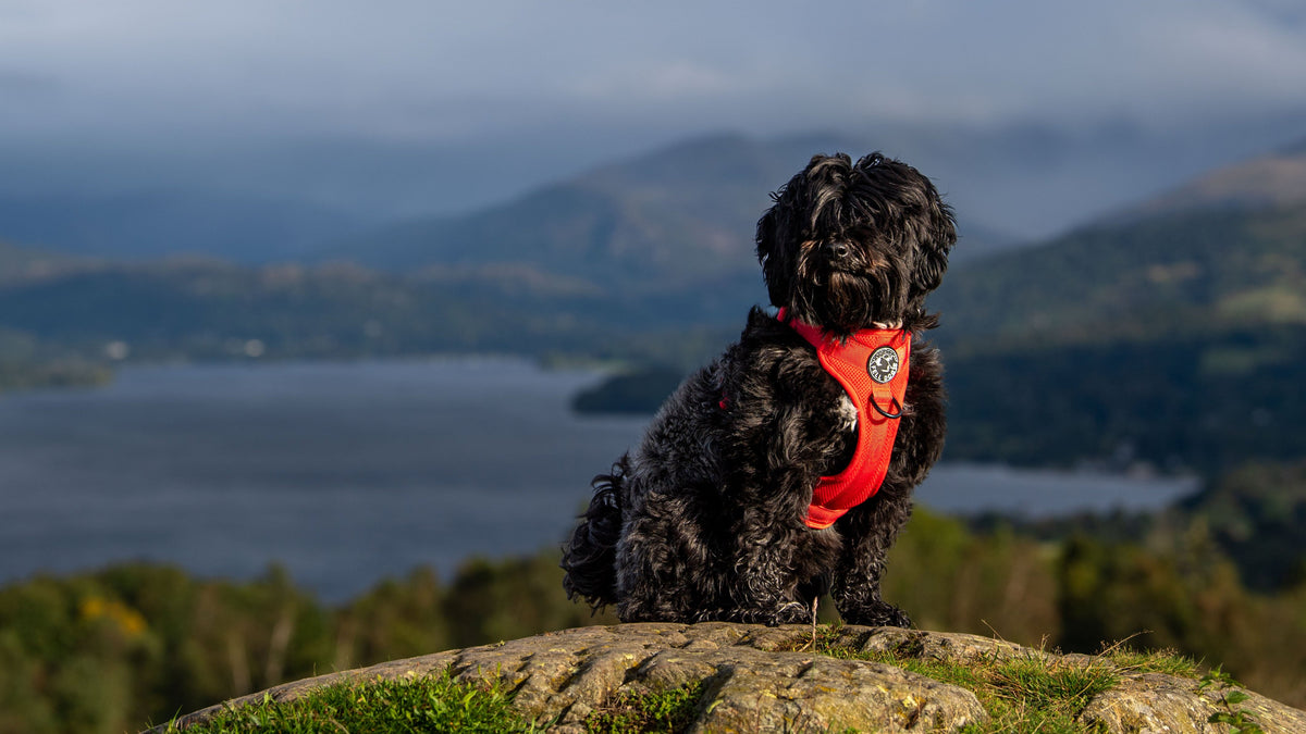 Fell Dog | Adventure Gear for Dogs