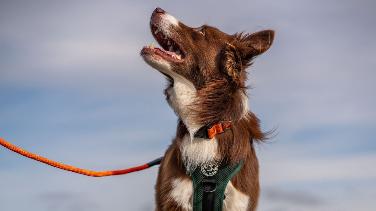 Fell Dog | Adventure Gear for Dogs